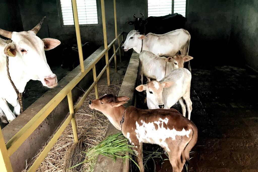 Вилла Mars Jungle Adventure Stud Farm With Private Jacuzzi Narsinge Экстерьер фото