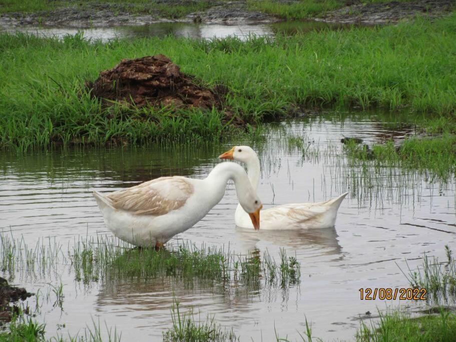 Вилла Mars Jungle Adventure Stud Farm With Private Jacuzzi Narsinge Экстерьер фото